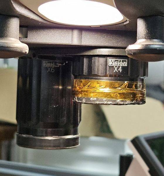 mantis_objektiv_wahl.jpg mantis_objektiv_wahl.jpg