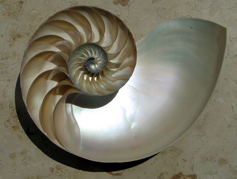 nautiluscutawaylogarithmicspiral.jpg nautiluscutawaylogarithmicspiral.jpg