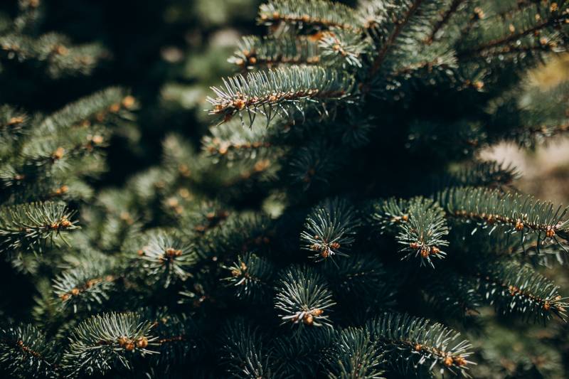 Fir tree branch with needles close up