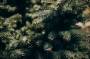treffen:fir-tree-branch-with-needles-close-up.jpg