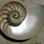 nautiluscutawaylogarithmicspiral.jpg